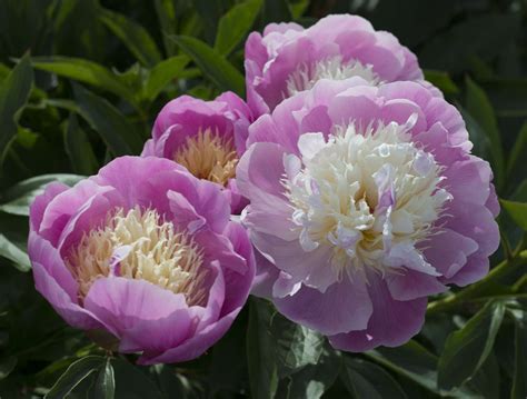 floral peony|pictures of peony plants.